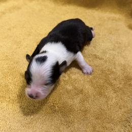 Fortunate - Black tri female Miniature American Shepherd puppy in Florence, Oregon from NW Aloha Miniature American Shepherds