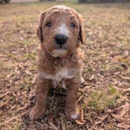 Orange - Apricot male Goldendoodle puppy in Midland, North Carolina from Alger Farm, LLC