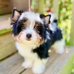 Seraphina - Black tan and white female Biewer Terrier puppy in Iva, South Carolina from Petit Bijou