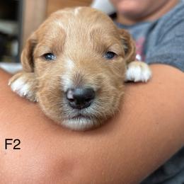 Girl 2 - Apricot female Goldendoodle puppy in Mattawan, Michigan from Doodifuldoods