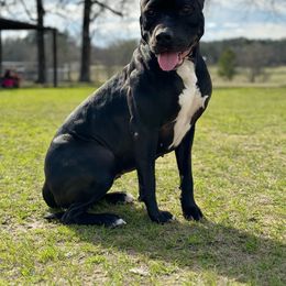 ONYX - American Bully