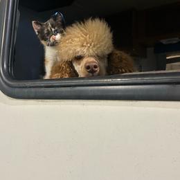 Goldendoodle puppies from Jah’s Retrievers
