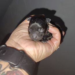 Kiki - Black female Pomeranian puppy in Illinois from Maribel Poms