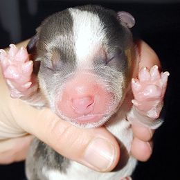 Girl 3 - Australian Cattle Dog puppy in Williamsburg, Kentucky from Redemption Heelers