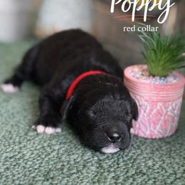 Poppy-red collar - Black female Saint Berdoodle puppy in Paw Paw, Michigan from ProAct Canines