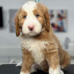 Blue-niko bear - Red male Bernedoodle puppy in Yuciapa, California from AlltheDoodlez_