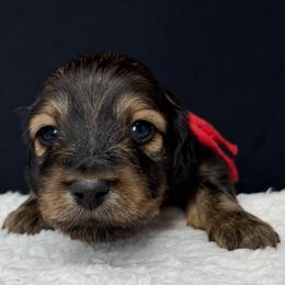 Bon Jovi - Red male Dachshund puppy in Pulaski, Tennessee from Billboard Doxies