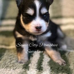 Sarafina - Black and white female Pomsky puppy in Rossville, Georgia from Scenic City Pomskies