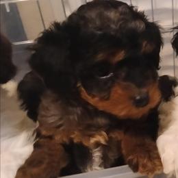 Daisy - Merle female Cavapoo puppy in East Providence, Rhode Island from Marta's Cavaliers