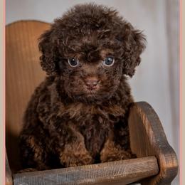 Foreman - Brown male Cockapoo puppy in Connersville, Indiana from Deaz Doodle Ranch