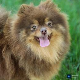 Reese - Pomeranian