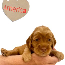 America - Caramel red female Australian Labradoodle puppy in Upland, California from Kings Labradoodles