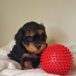 Boy 1 - Schnoodle puppy in Leitchfield, Kentucky from Eveleigh Acres Puppies