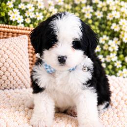 December - Black and white male Bernedoodle puppy in Diamond Bar, California from Furrytaildoodles