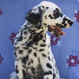 Black - White and black male Dalmatian puppy in Cottage Grove, Oregon from Hidden Hills Dalmatians