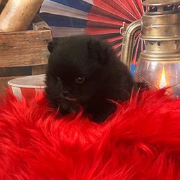 Yoda - Black male Pomeranian puppy in Lyons, Georgia from Its a Poms Life Kennel