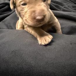 Pink collar - Silver female Dilute Retriever puppy in Valley Center, California from Stunning Silver Bullets Labradors