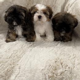 Shih Tzu Puppies from Our ShihTzu Family