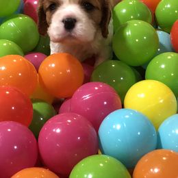 Cavalier King Charles Spaniel Puppies from Cavalier Kisses