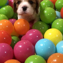 Cavalier King Charles Spaniel Puppies from Cavalier Kisses