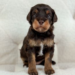 Sierra - Chocolate female Goldendoodle puppy in Sedona, Arizona from Garside Doodles