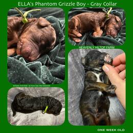Brown Phantom Grizzle - Green Collar Boy - Phantom male Poodle puppy in Charlo, Montana from Heavenly Hilltop Farm