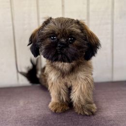 Lilikoi - Brindle female Shih Tzu puppy in Mountain View, Hawaii from Krazy Island Shih Tzu
