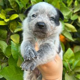 Faith - Blue female Australian Cattle Dog puppy in Surprise, Arizona from Copper State Cattle Dogs