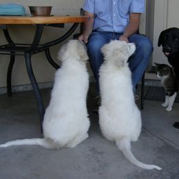 Great Pyrenees Puppies from Heritage Mountain Ranch
