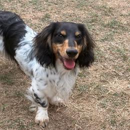 Judge - Dachshund