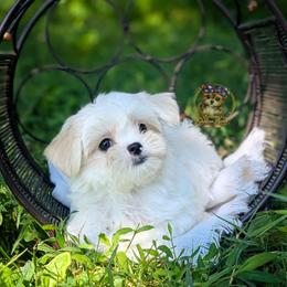 Korean Glen - White and tan male Mal-Shi puppy in Barren Springs, Virginia from Seeking Shalom Acres Maltese, Maltipoos & Havamalts