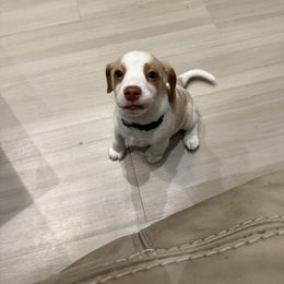 Hope- Black Collar - Lemon and white female Beagle puppy in Las Vegas, Nevada from Hound Kings