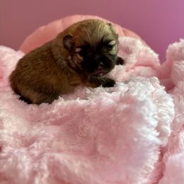 Honey - Orange sable female Pomeranian puppy in Uniontown, Pennsylvania from Oh So Sassy Poms
