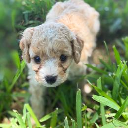 Milo - Apricot male Cavapoo puppy in Davie, Florida from Loyal Paws 4 Life