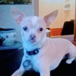 Chihuahuas and Shiba Inu from Tenderheart Kennels