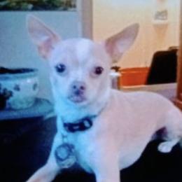 Chihuahuas and Shiba Inu from Tenderheart Kennels
