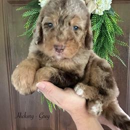 Hickory - Merle male Bernedoodle puppy in Thornville, Ohio from Four Front Doodles & Friends