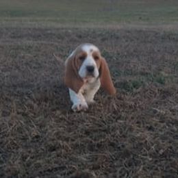 Basset Hound Puppies from Redbud Ranch Basset Hounds