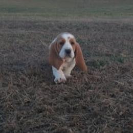 Basset Hound Puppies from Redbud Ranch Basset Hounds