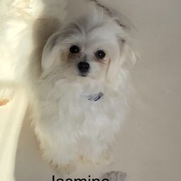 Jasmine - Maltese