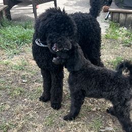 Revielle now Ruger - Black Poodle puppy in Lebanon, Ohio from Lucky's Legacy