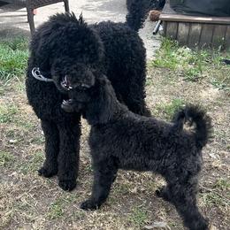 Revielle now Ruger - Black Poodle puppy in Lebanon, Ohio from Lucky's Legacy