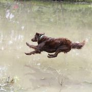 Flat-Coated Retriever All Grown Up from Shayna Flat-Coated Retrievers