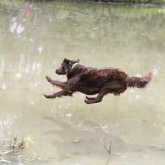 Flat-Coated Retriever All Grown Up from Shayna Flat-Coated Retrievers