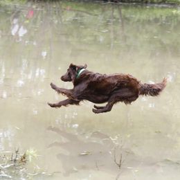 Flat-Coated Retriever All Grown Up from Shayna Flat-Coated Retrievers