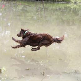 Flat-Coated Retriever All Grown Up from Shayna Flat-Coated Retrievers