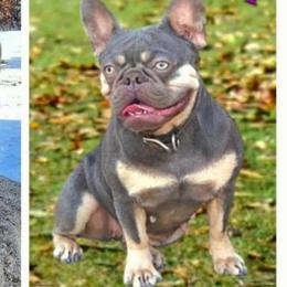 Juliet - French Bulldog
