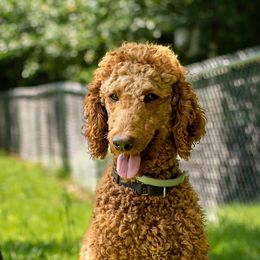 Luna - Poodle