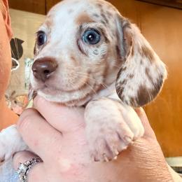 Tele - Dapple female Dachshund puppy in Lexington, Oklahoma from BooneDox Miniature Dachshunds