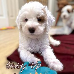 Buckle - Parti male Goldendoodle puppy in Henrico, Virginia from Paws 4 Doodles, LLC